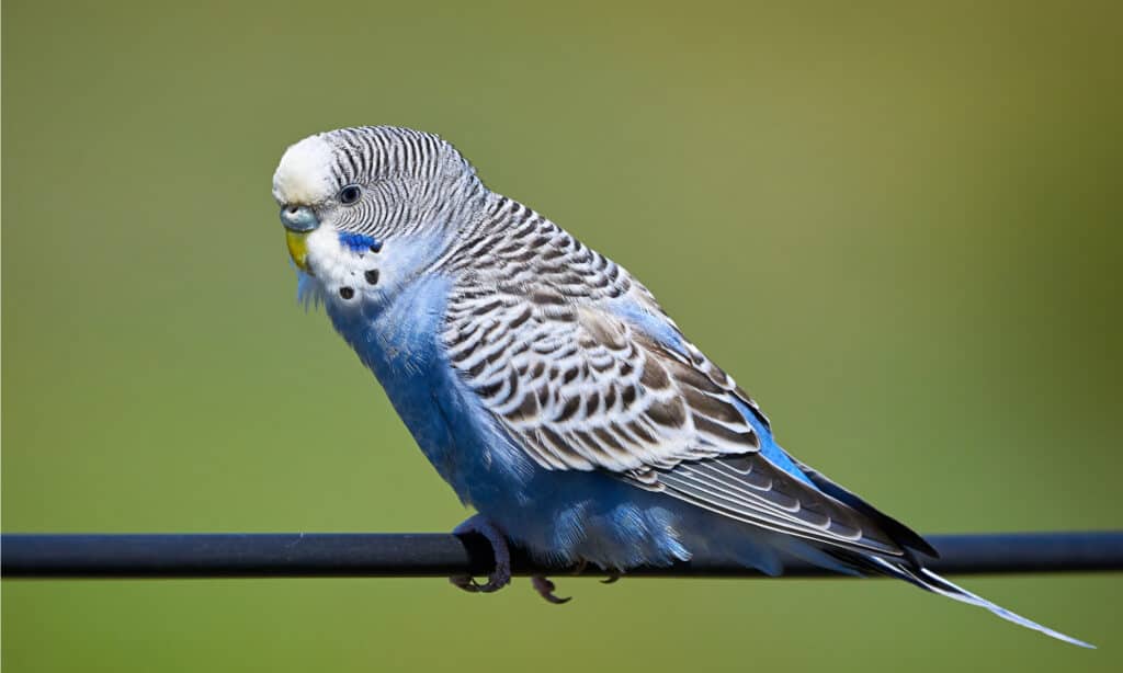 Male vs Female Parrots: 4 Key Differences