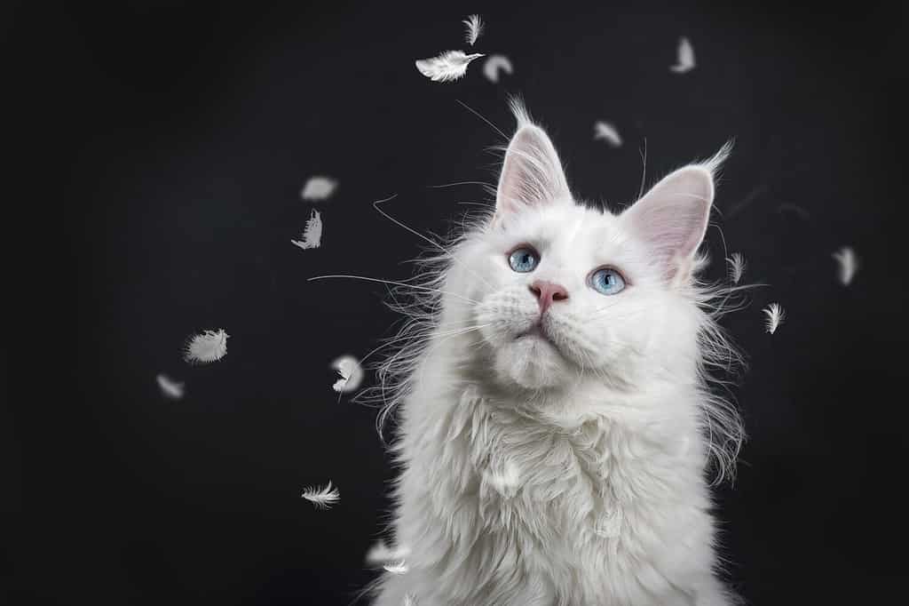 100 Amazing and Clever Grey And White Cat Names