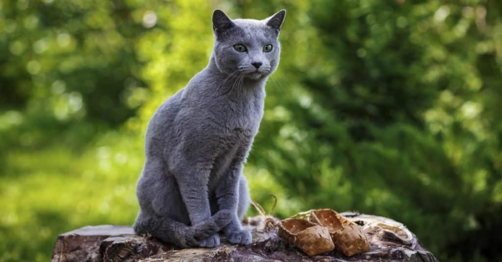 100 Amazing and Clever Grey And White Cat Names