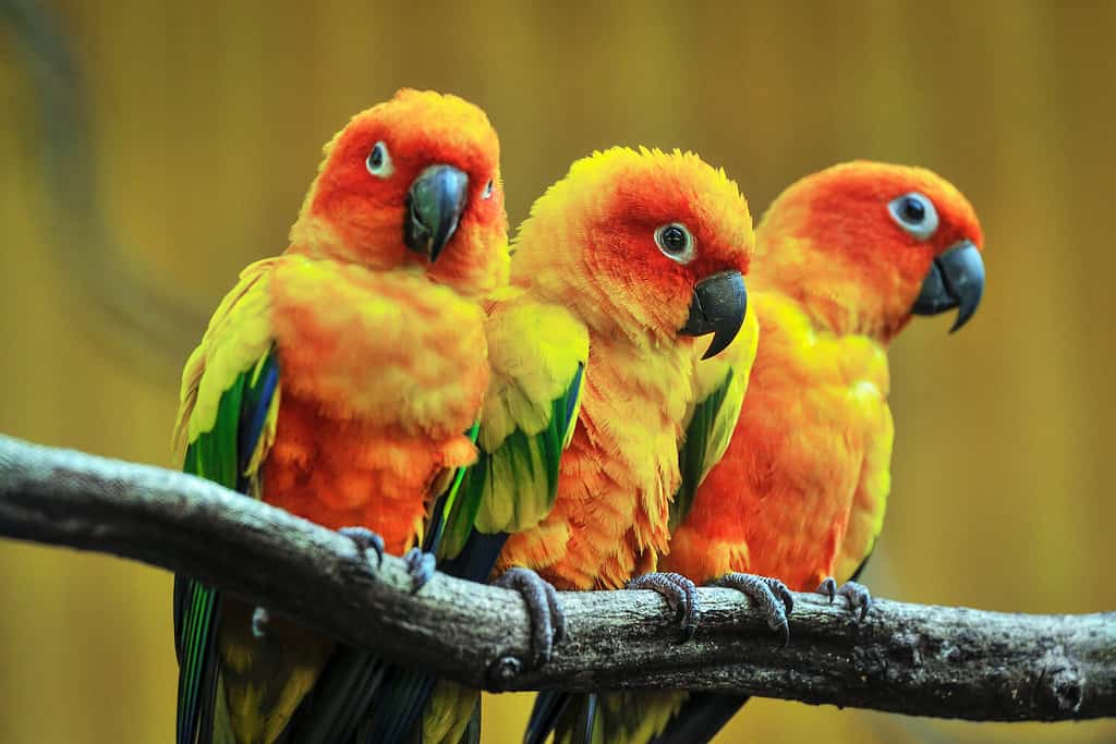 Male vs Female Parrots: 4 Key Differences