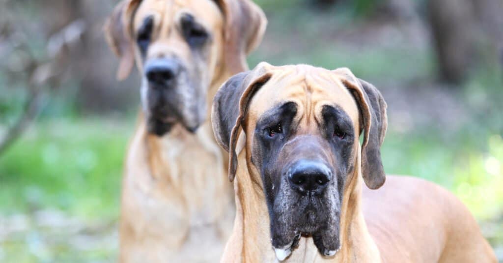 Male vs. Female Great Dane