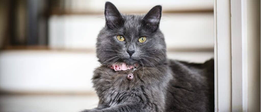 100 Amazing and Clever Grey And White Cat Names