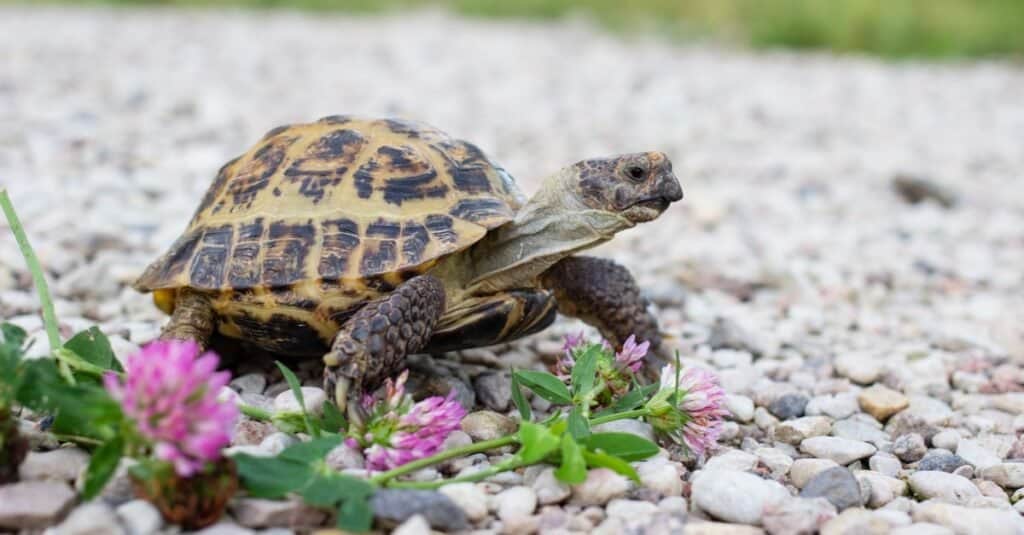 Hermann's Tortoise vs. Russian Tortoise: 7 Key Differences to Know