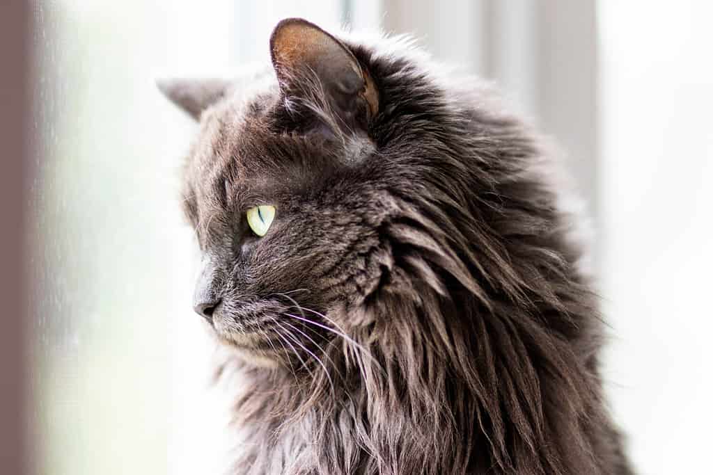 100 Amazing and Clever Grey And White Cat Names