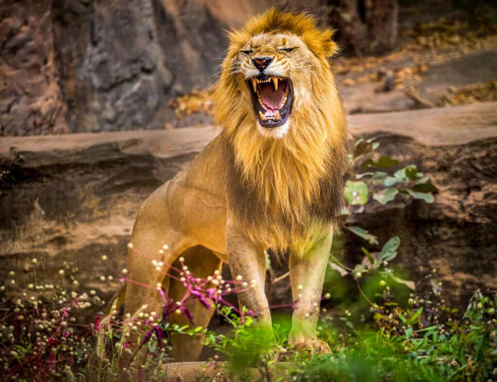 Daring Little Jackal Bites a Lion's Tail Hoping To Distract The King and Grab A Bite Of His Meal