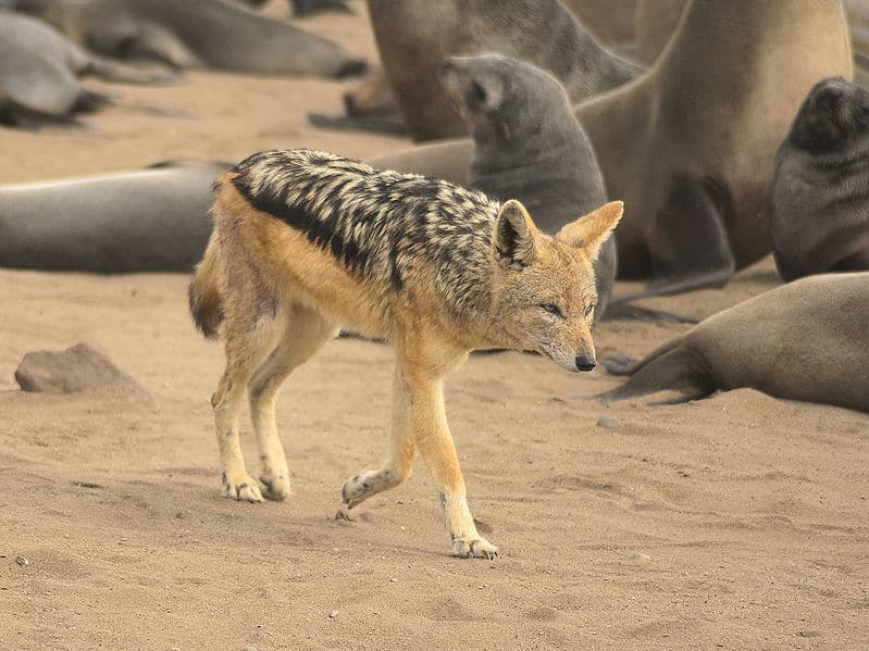 Daring Little Jackal Bites a Lion's Tail Hoping To Distract The King and Grab A Bite Of His Meal