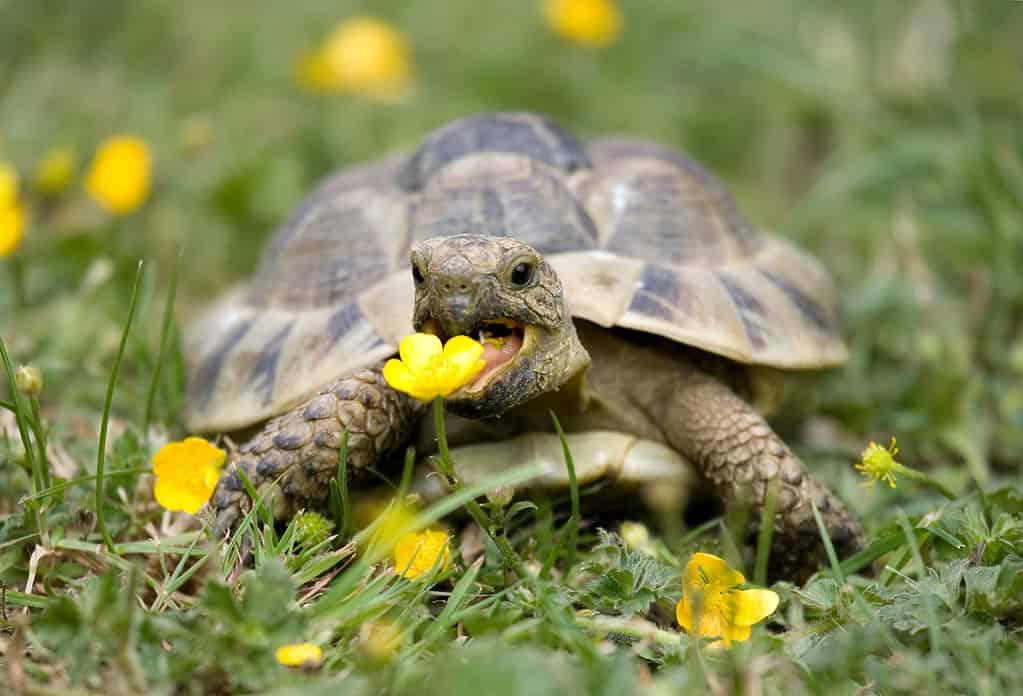 Hermann's Tortoise vs. Russian Tortoise: 7 Key Differences to Know