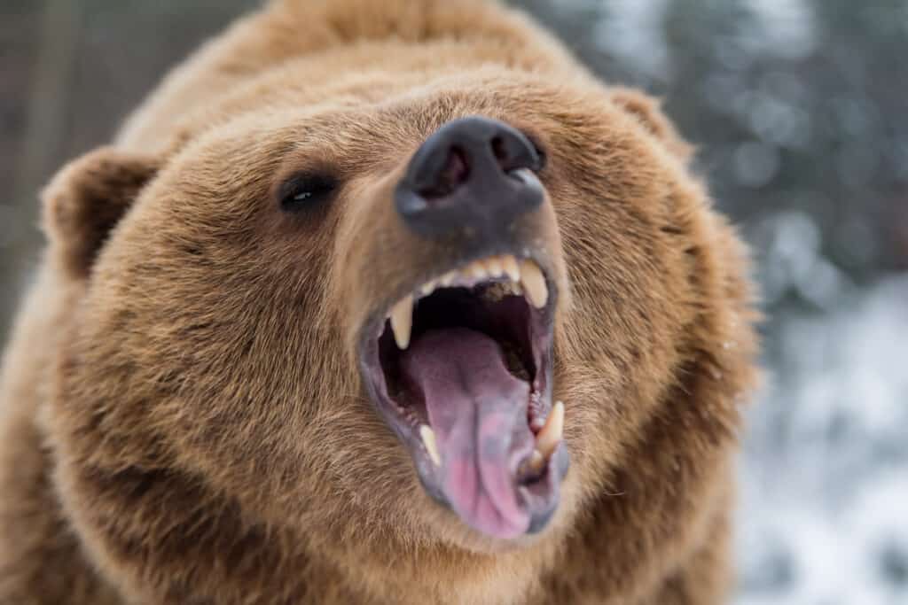 Discover the 10 Strongest Bite Forces of Animals Found in Canada