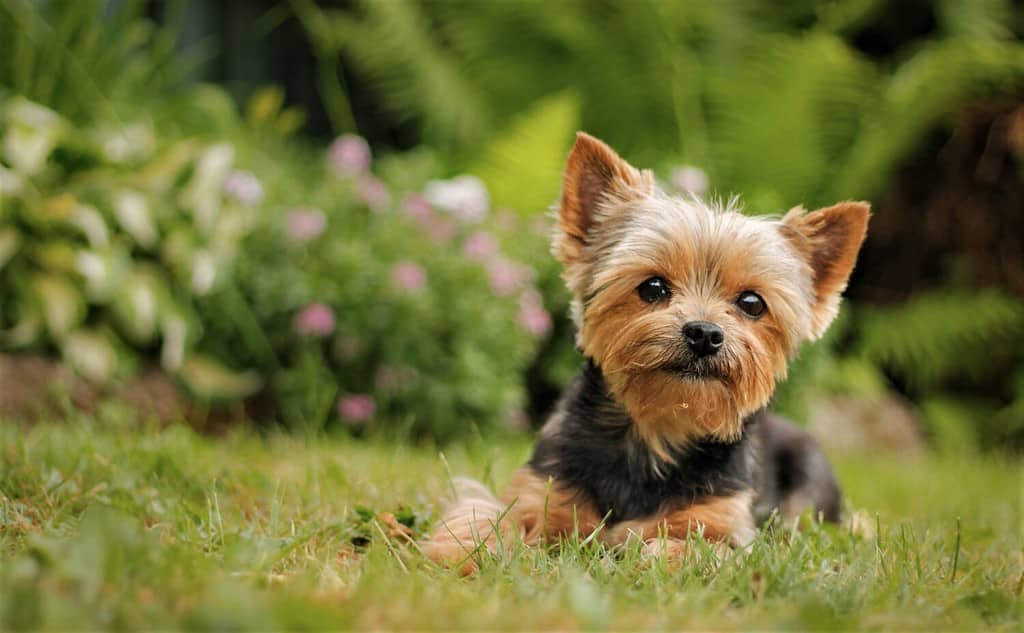 National Yorkie Day 2024: Date, Origin, and Ways to Celebrate