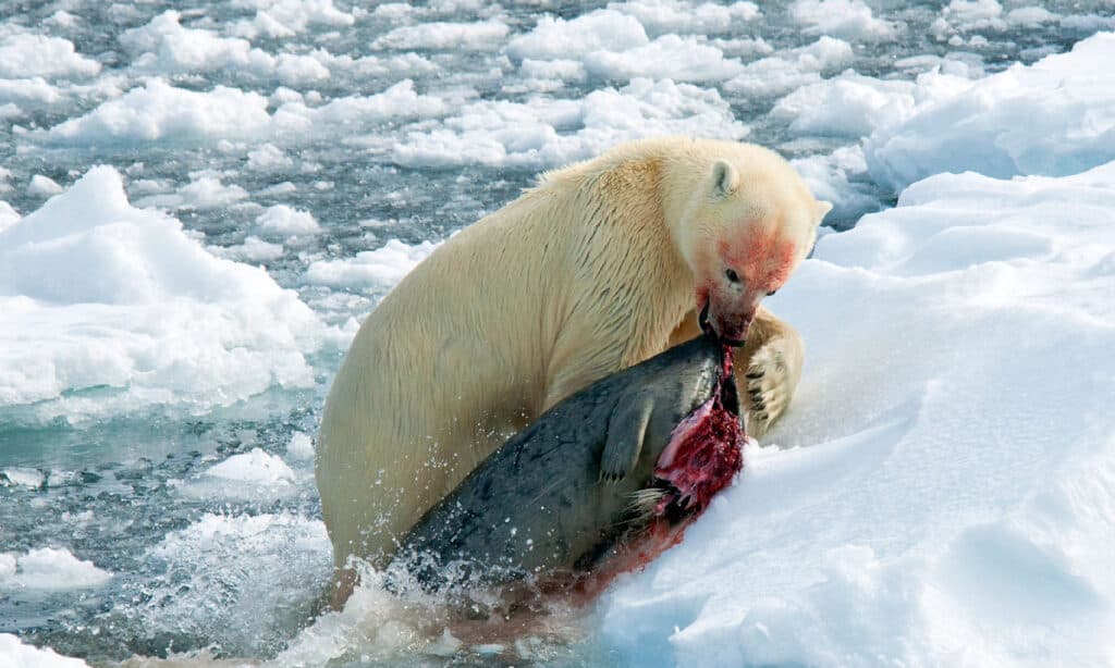 Discover the 10 Strongest Bite Forces of Animals Found in Canada