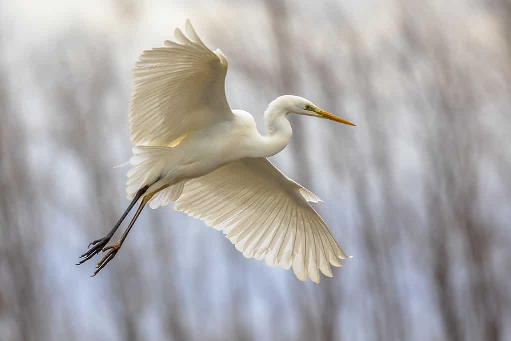 The Complete List of 9  White Birds With Long Beaks