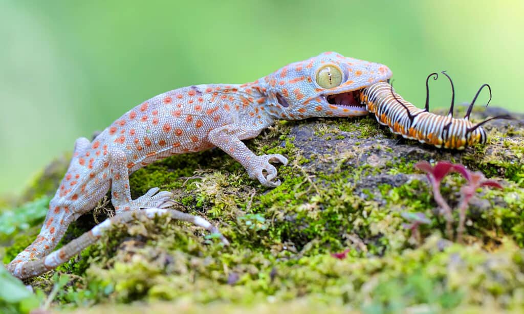 Gecko Comes Out of Nowhere To a Fight Snake That Is Squeezing His Buddy