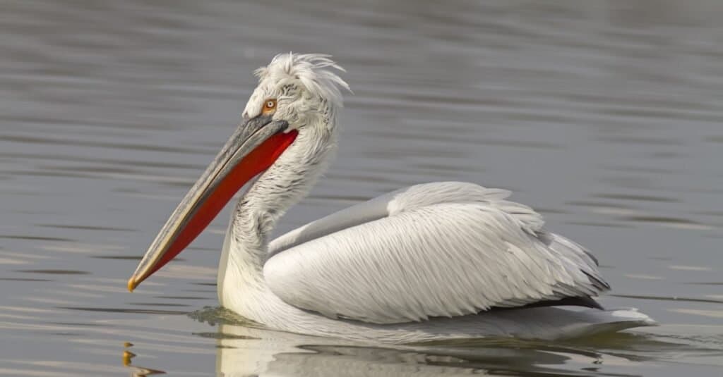 The Complete List of 9  White Birds With Long Beaks