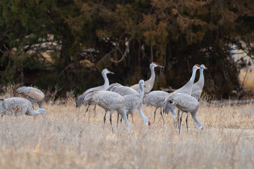 Discover the 18 Largest Flying Birds in North Carolina