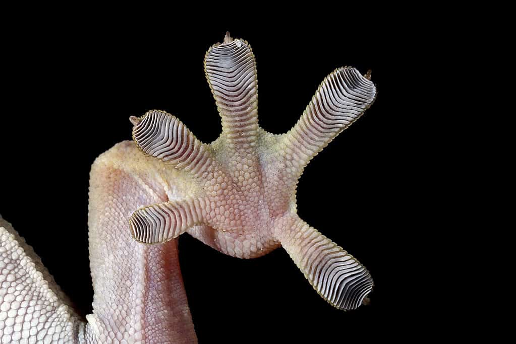 Gecko Comes Out of Nowhere To a Fight Snake That Is Squeezing His Buddy