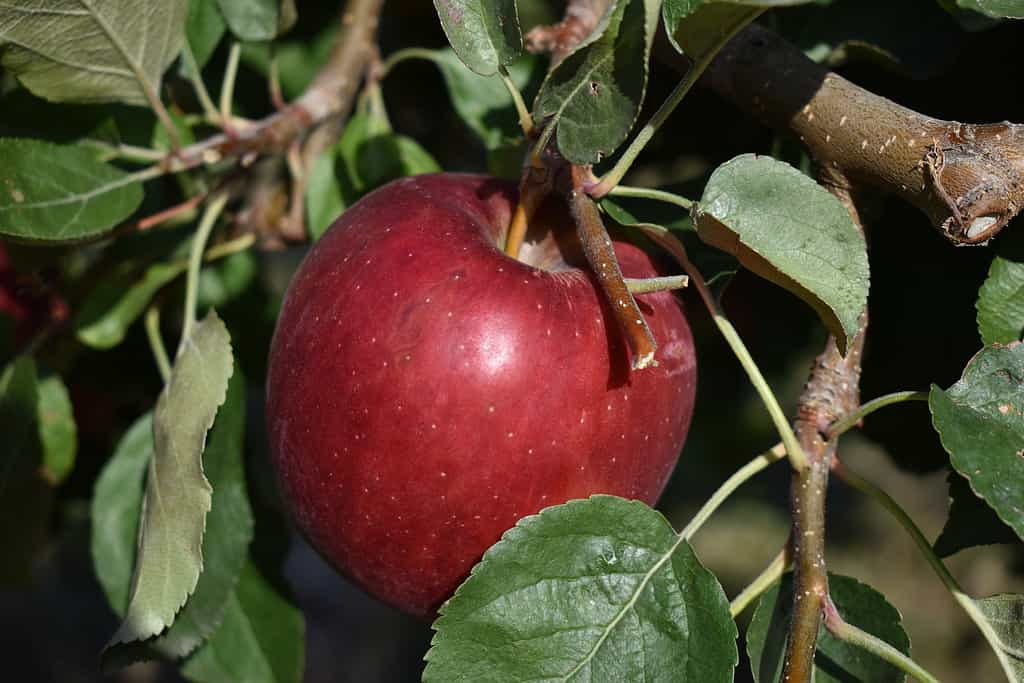 Apple Picking in Virginia: The 21 Best Orchards and Farms