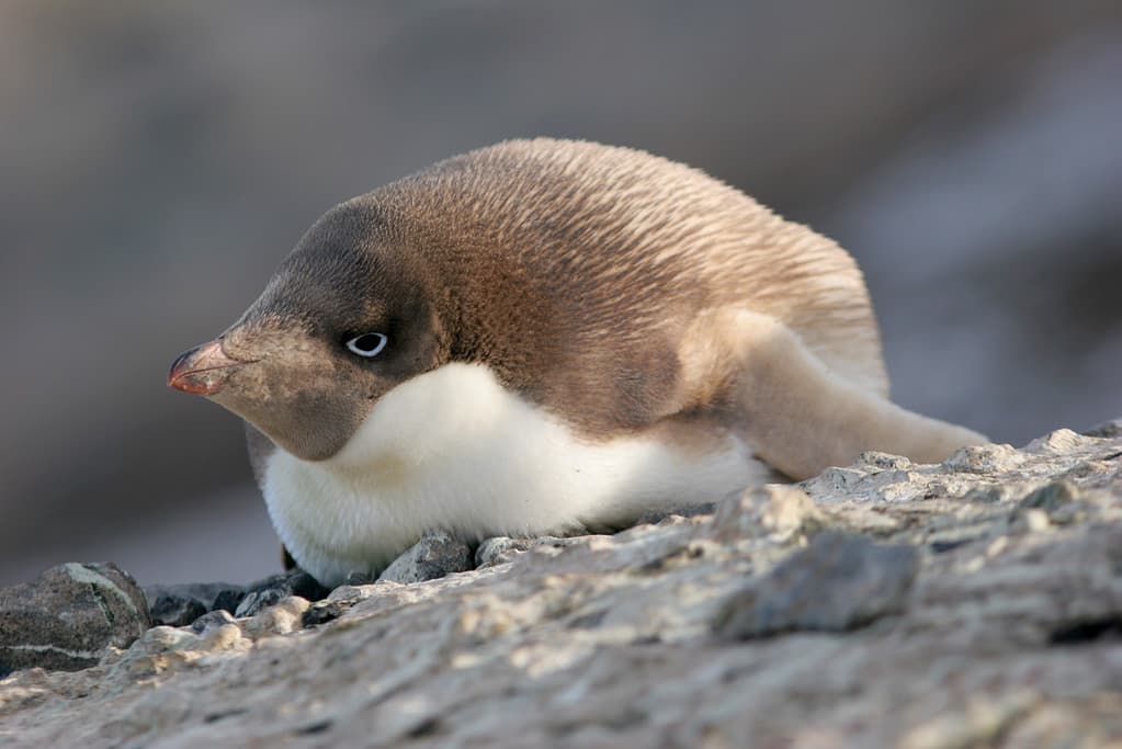 Discover the Amazing Colors of the Various Types of Penguins