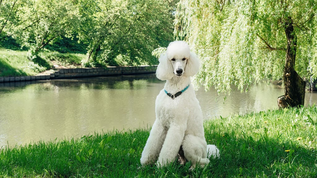 The Top 8 Reasons Poodles Are the Perfect Family Dog