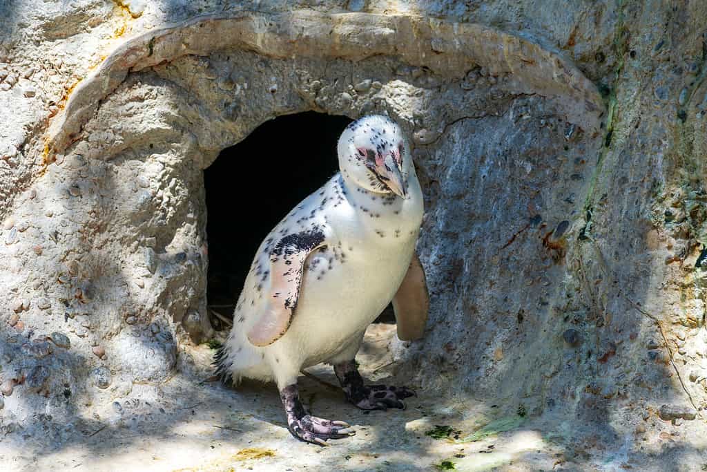 Discover the Amazing Colors of the Various Types of Penguins