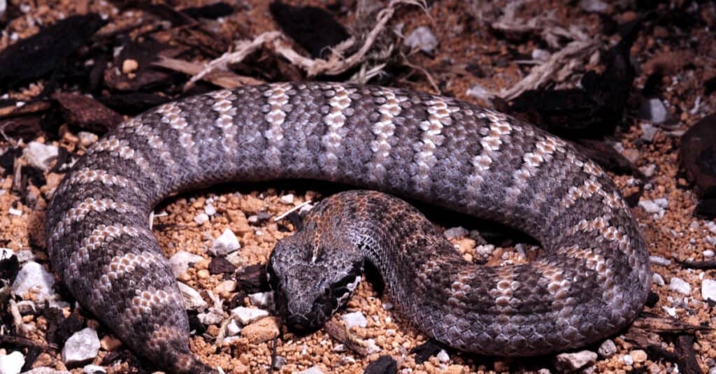 The Top 10 Deadliest Animals in New South Wales