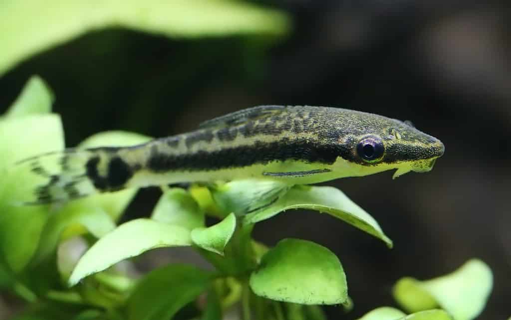 The 10 Best and Most Effective Algae-Eating Fish for Freshwater Aquariums