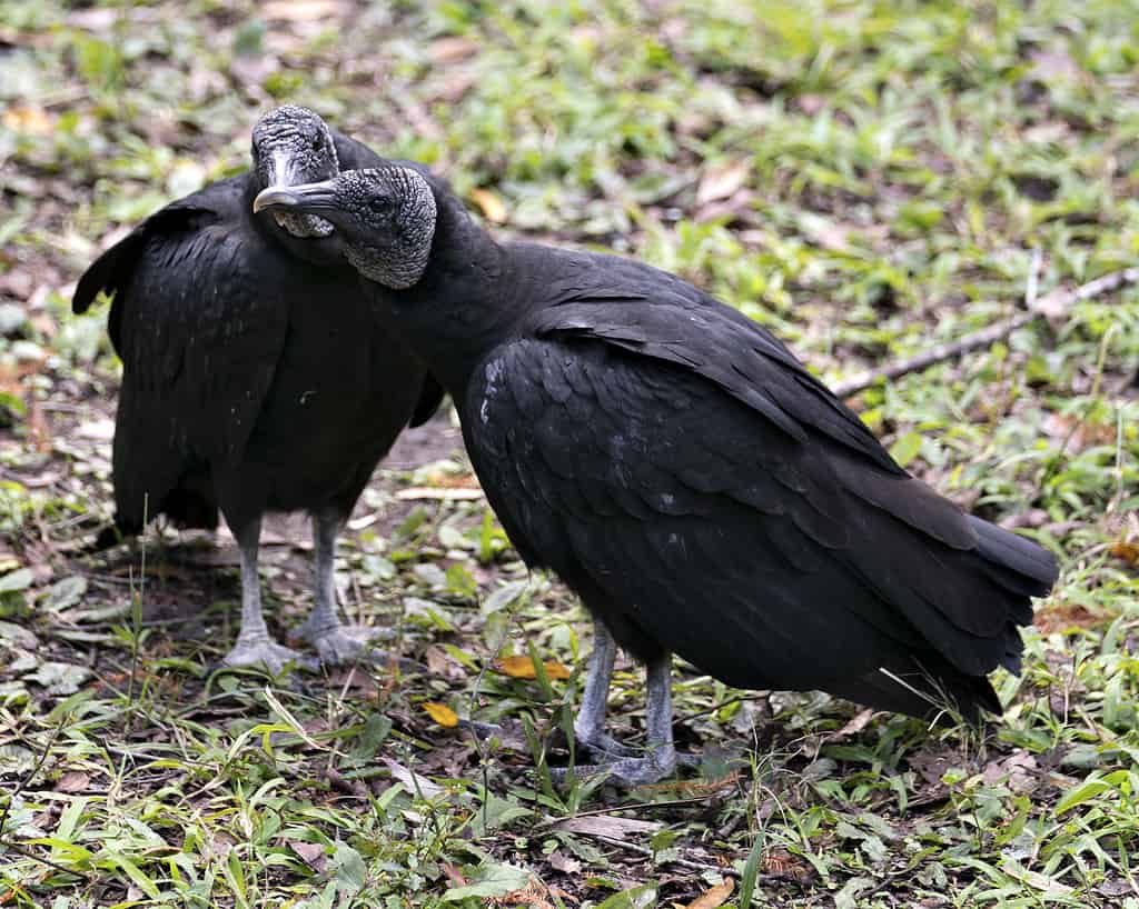 Discover the 18 Largest Flying Birds in North Carolina