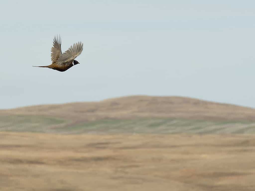 The 20 States With the Absolute Best Pheasant Hunting