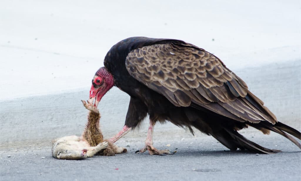 Discover the 18 Largest Flying Birds in North Carolina