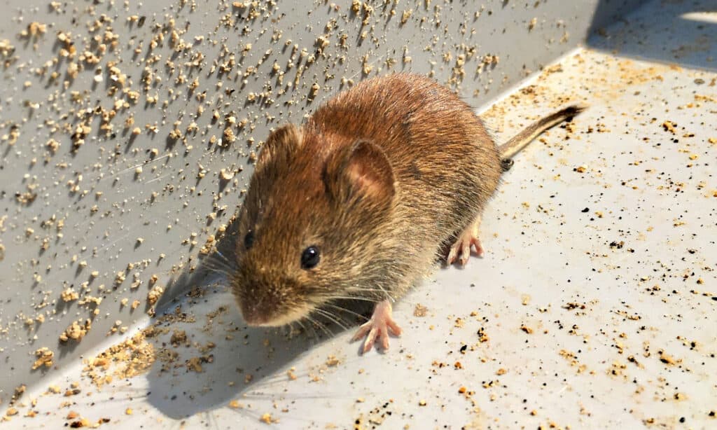 Beware of These 7 Animals That Eat Pumpkins (  Tips to Deter Them)