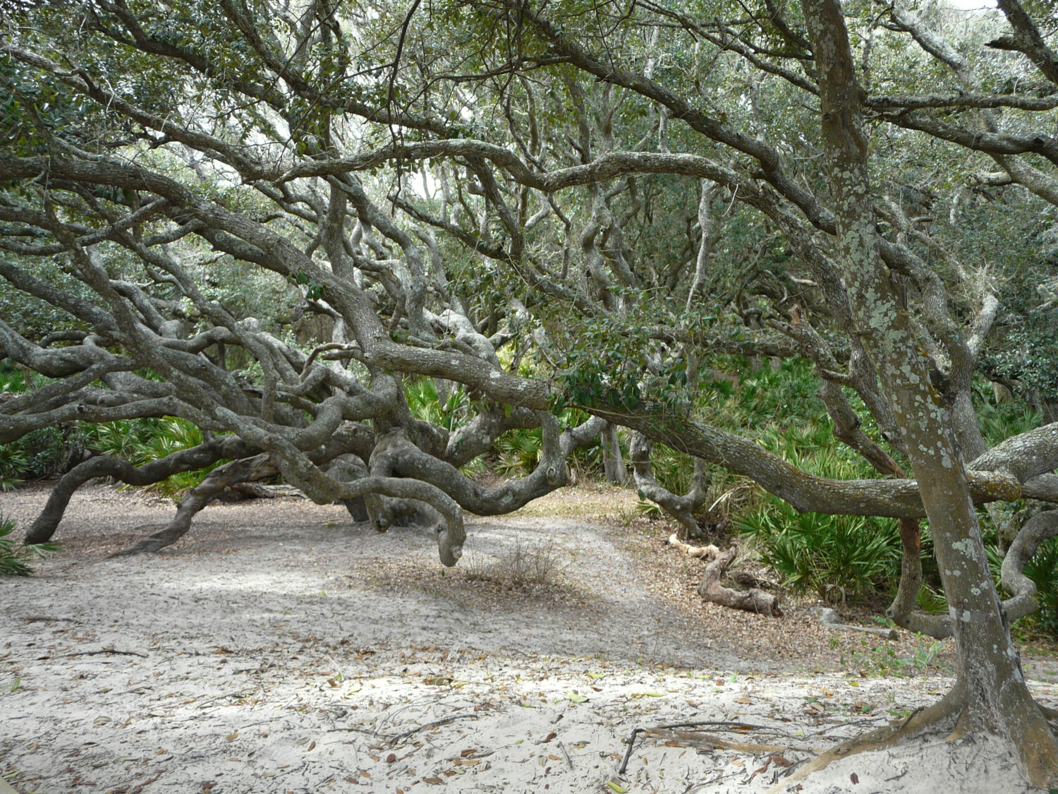 Discover the Animals, Birds, and Plants of Cumberland Island, Georgia.