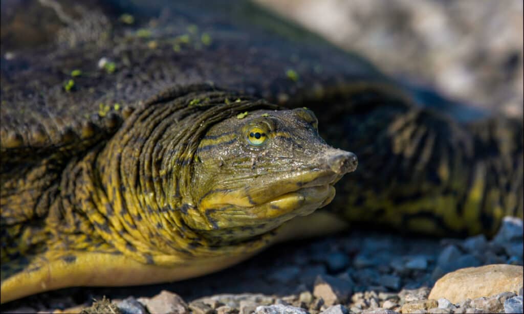 Softshell Turtle: Lifespan, Size, and How to Care for One