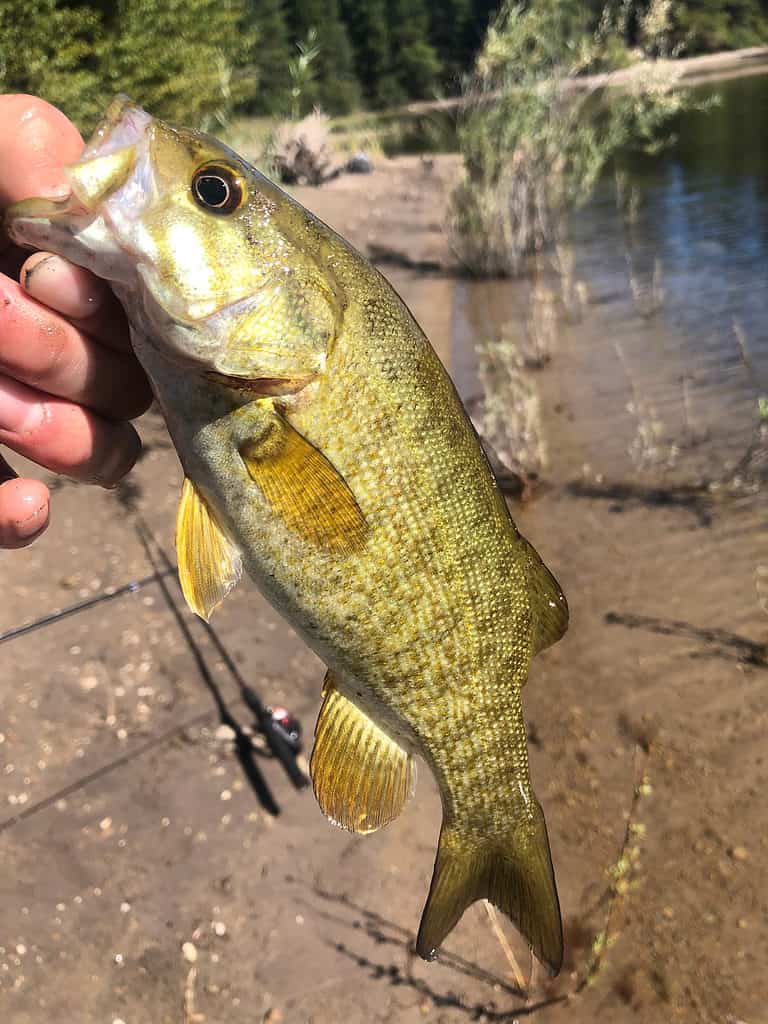 Discover 10 Creatures Living in Lake Jocassee... Are Any Dangerous?