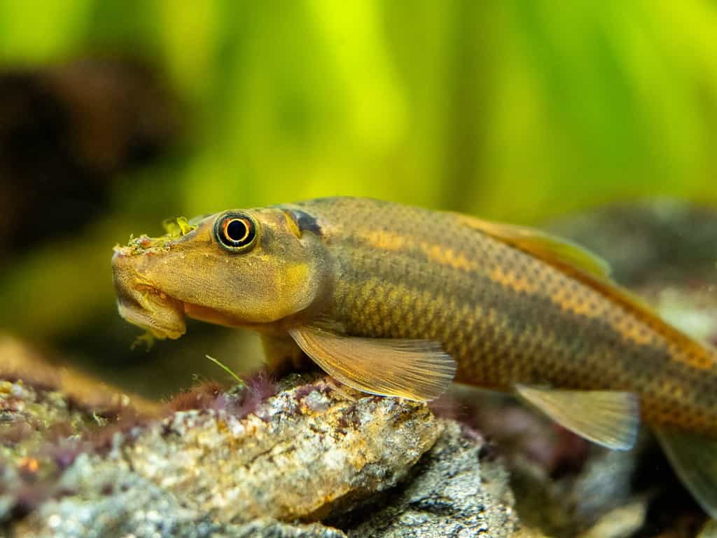 The 10 Best and Most Effective Algae-Eating Fish for Freshwater Aquariums