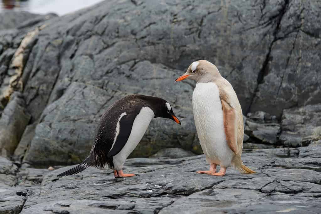 Discover the Amazing Colors of the Various Types of Penguins