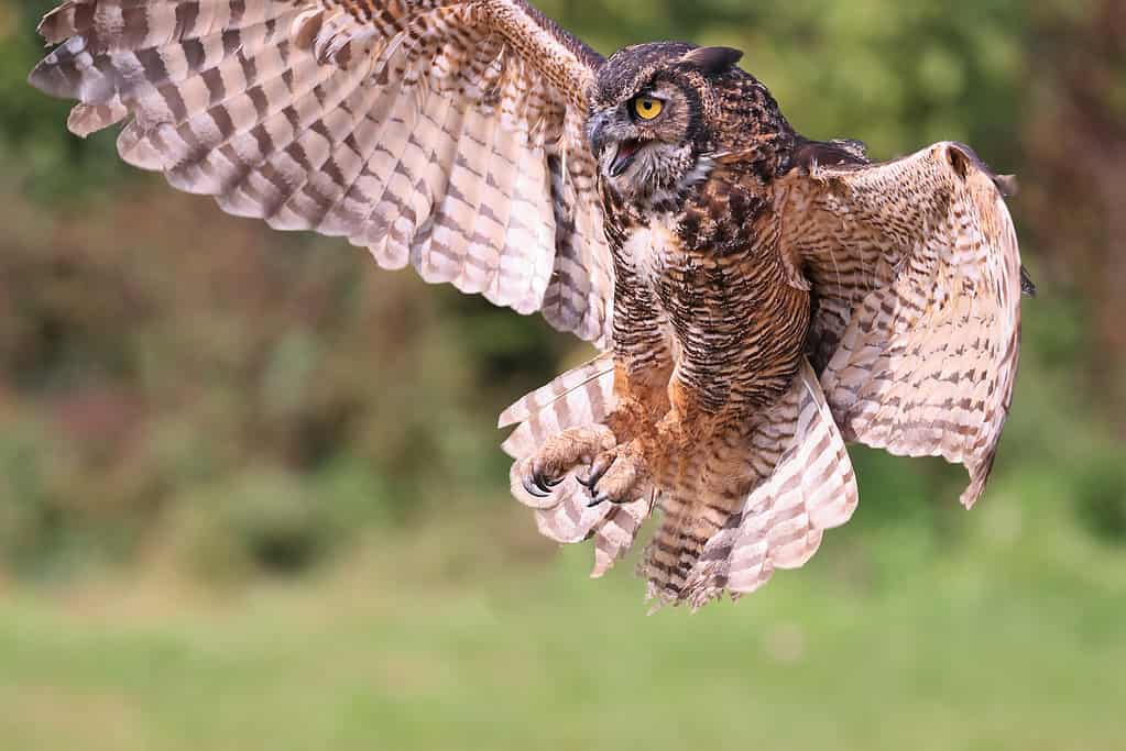 Discover the 18 Largest Flying Birds in North Carolina