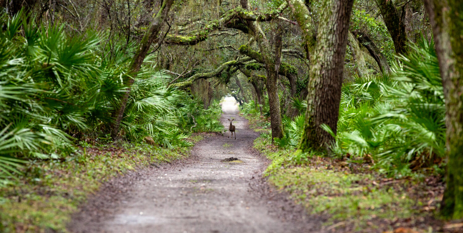 Discover the Animals, Birds, and Plants of Cumberland Island, Georgia.