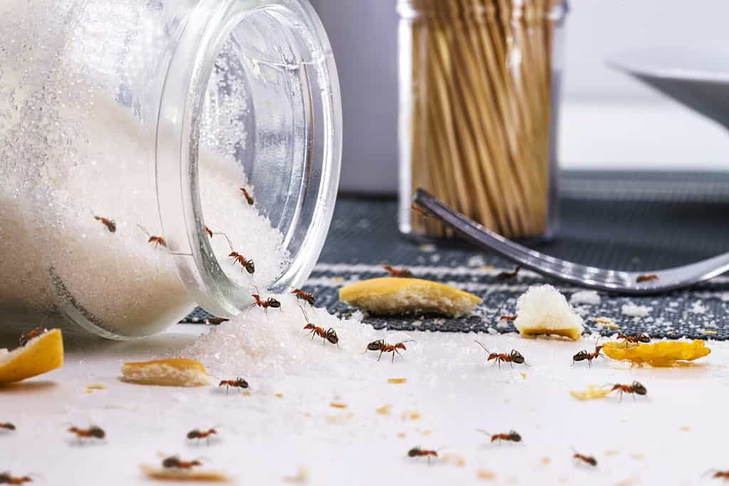 13 Effective Methods for Pet-Safe Ant Control in Your House