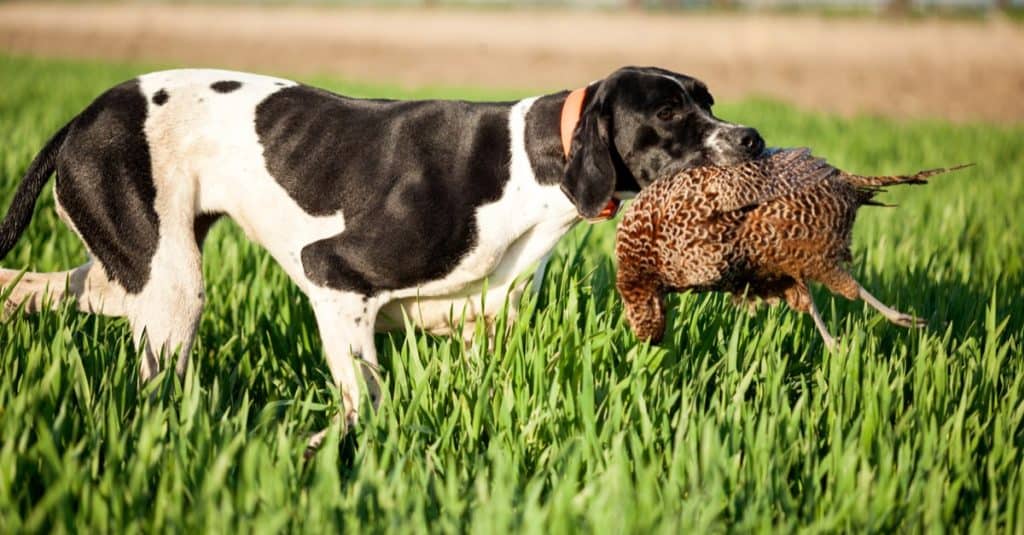 The 20 States With the Absolute Best Pheasant Hunting