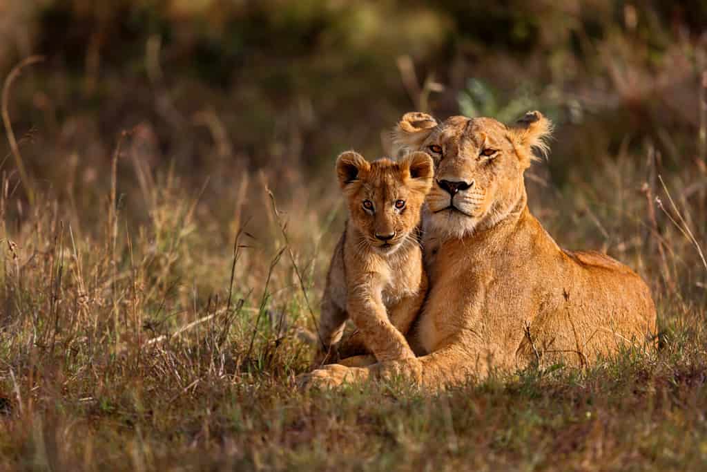 How Tall Are Lions? See Their Height on All Fours and On Hind Legs