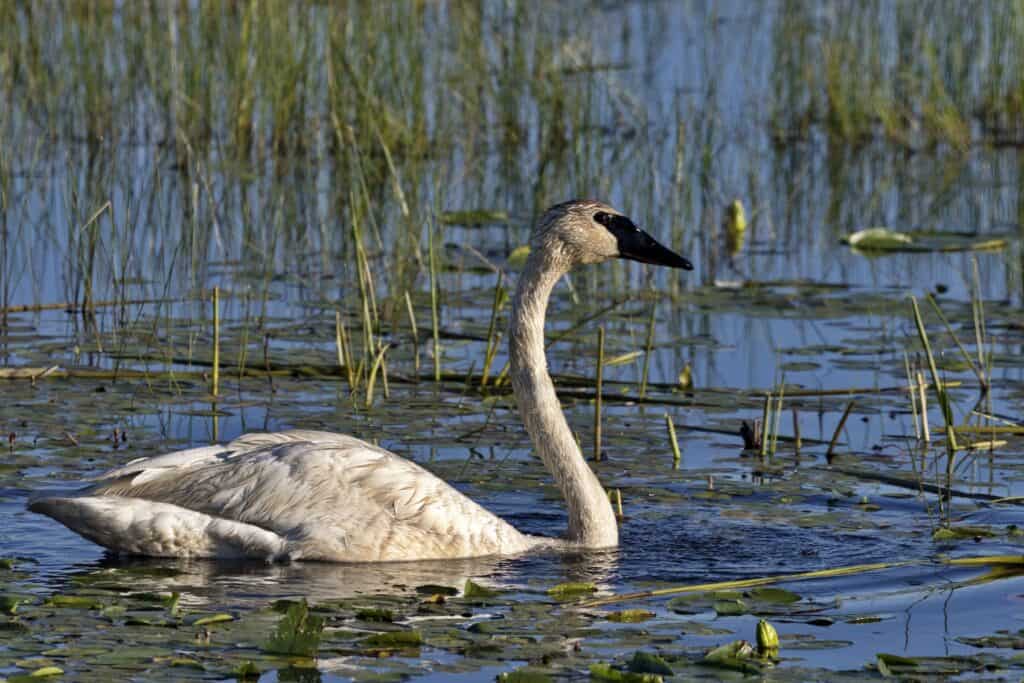 Discover the 18 Largest Flying Birds in North Carolina