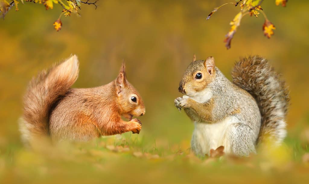 Beware of These 7 Animals That Eat Pumpkins (  Tips to Deter Them)