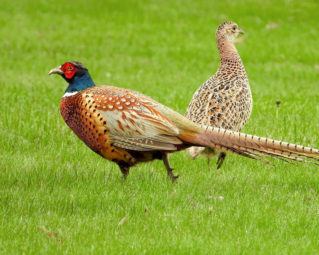 The 20 States With the Absolute Best Pheasant Hunting