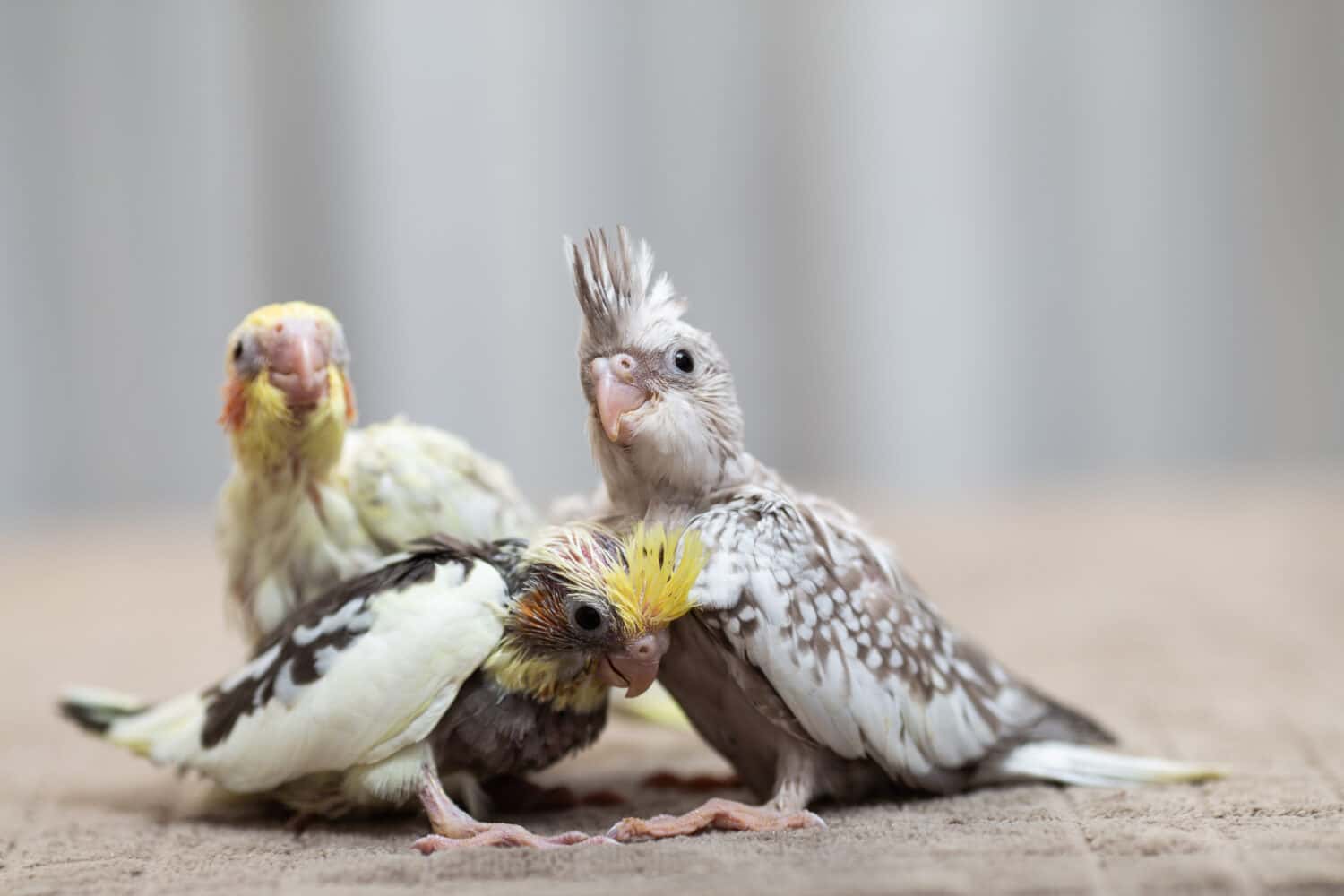 Baby Cockatiel Chick: 9 Pictures and 9 Incredible Facts