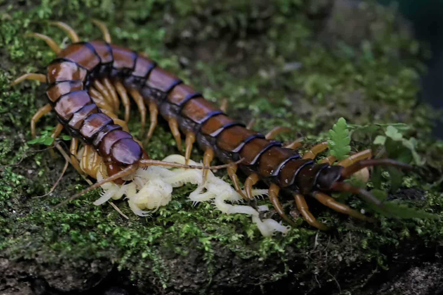 Baby Centipede: 5 Pictures and 5 Incredible Facts