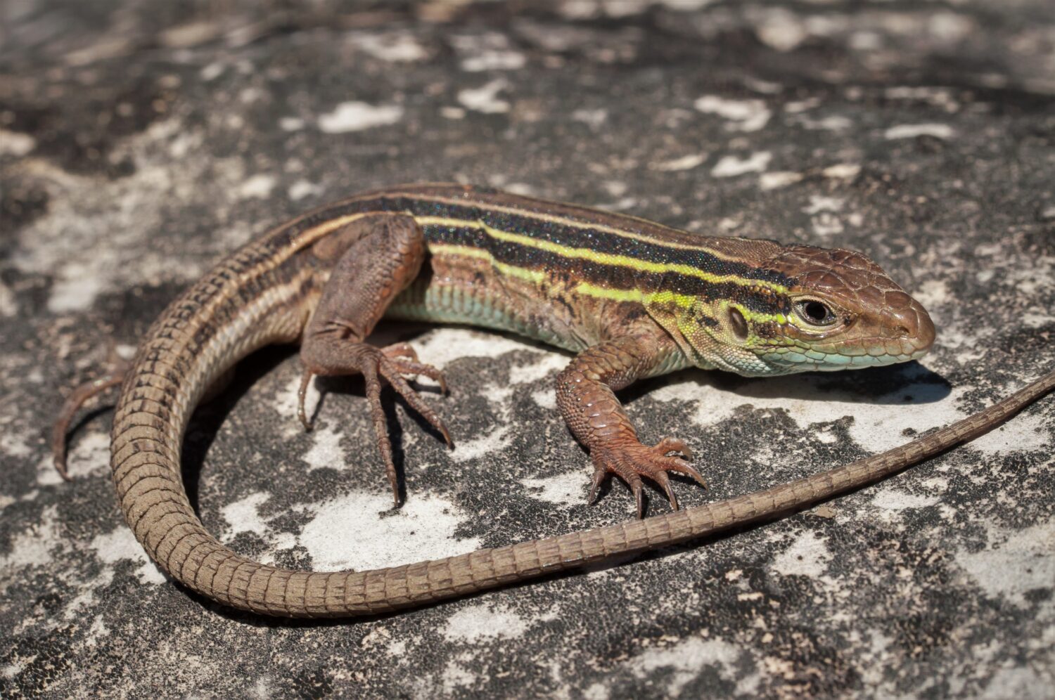 Discover the 9 Fastest Reptiles in the World