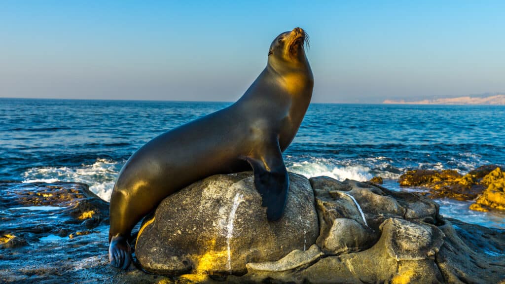 The Top 13 Warmest Beaches in California