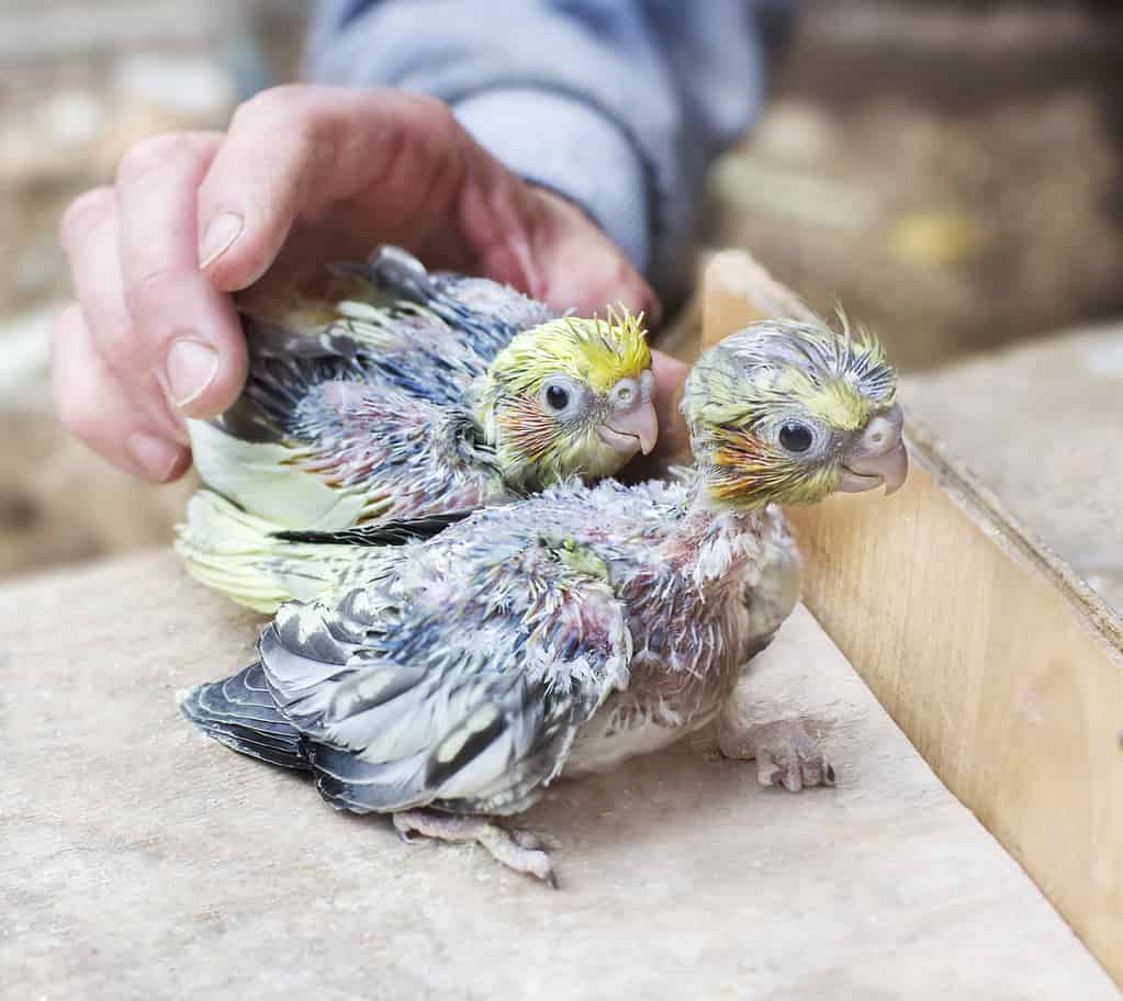 Baby Cockatiel Chick: 9 Pictures and 9 Incredible Facts