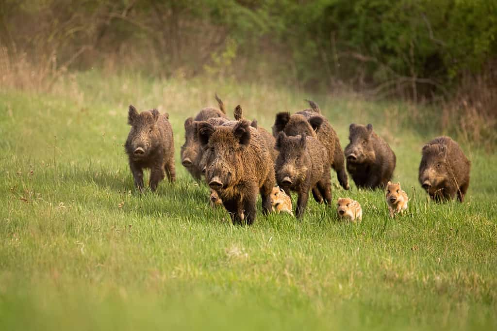 Are Pigs Smarter Than Dogs? See How Smart They Really Are