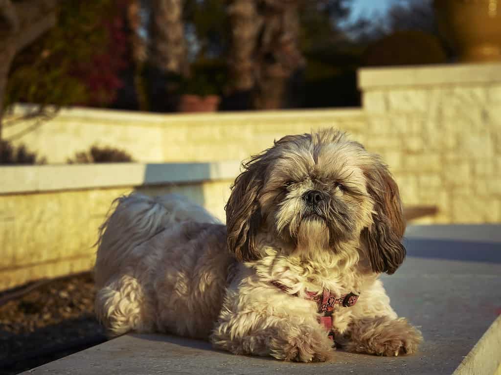 Meet the Shihpoo: Breed Characteristics of This Cross of a Shih Tzu and Poodle