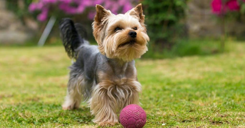 National Yorkie Day 2024: Date, Origin, and Ways to Celebrate